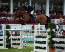 jumper Dax van d'Abdijhoeve (Belgian Warmblood, 2003, from Desir Du Chateau)