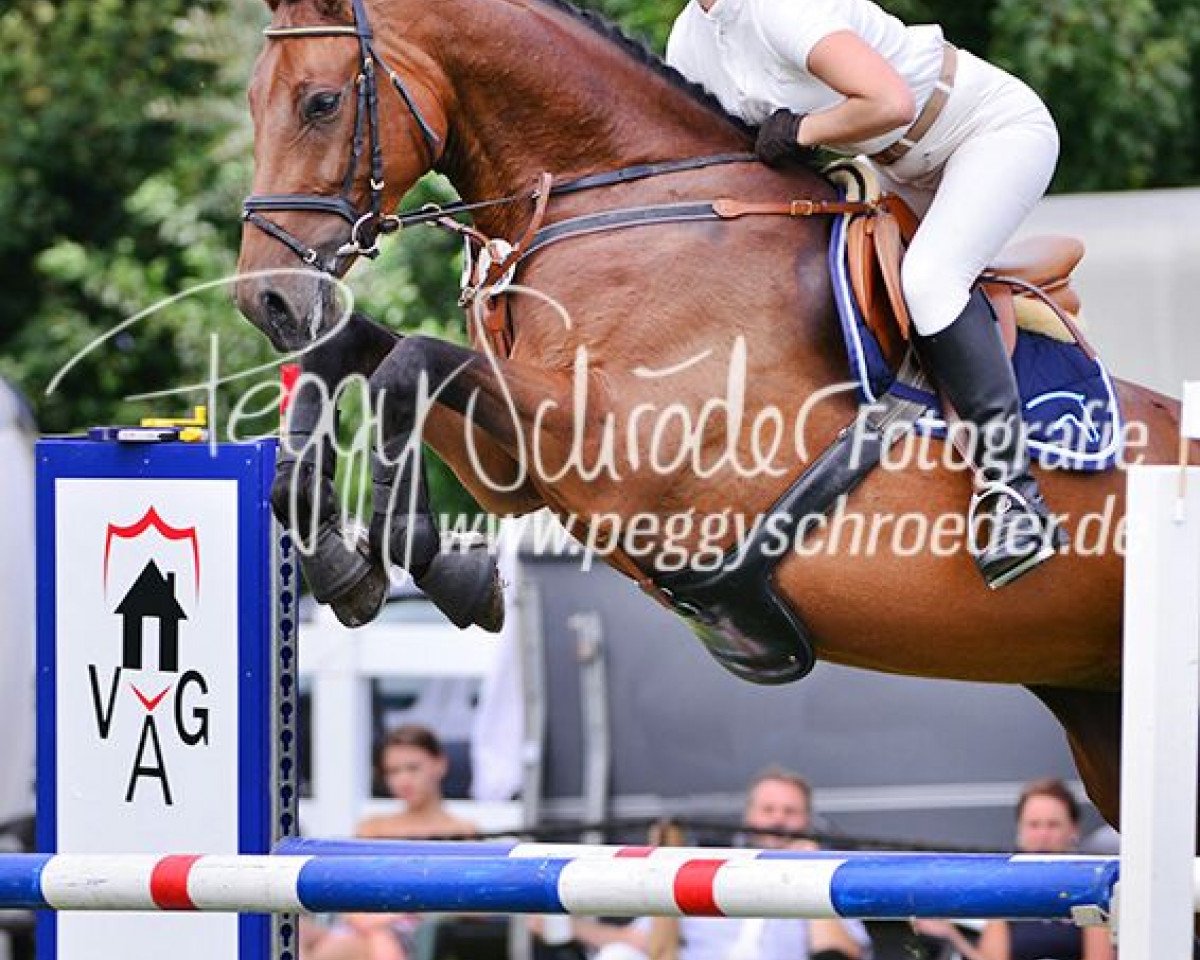 Springpferd Cantania M (Oldenburger, 2009, von Mustax Catoki's Cannon)