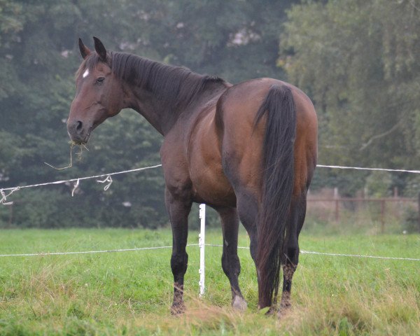 broodmare Granate (Hanoverian, 1993, from Graf Grannus)