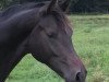 dressage horse Rockenfeller (Westphalian, 2013, from Rock Forever NRW)