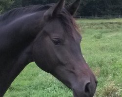 dressage horse Rockenfeller (Westphalian, 2013, from Rock Forever NRW)