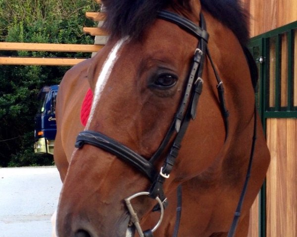 jumper Quipso (Hanoverian, 2004, from Quidam's Rubin)