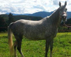 broodmare Fedenah el Emmers (Arabian thoroughbred, 2009, from SC Dalmas ox)