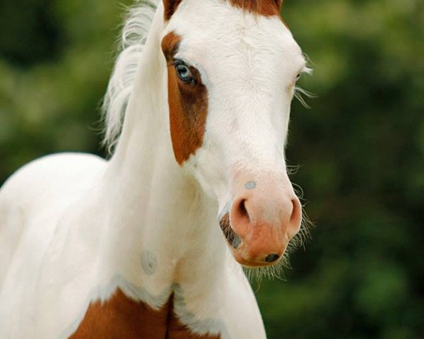 stallion Seven White Mountain RS (Paint Horse, 2014, from Rocky Mountain Music)