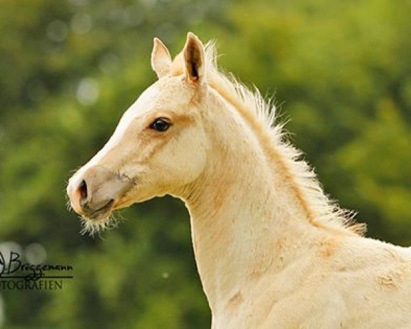 stallion Luckys Cinnamon Star RS (Paint Horse, 2014, from Lucky ned Pepper)