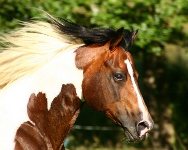 stallion Lucky ned Pepper (Paint Horse, 1991, from M.K.'s Black Pepper)