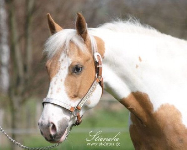 Zuchtstute Totle Mellow Yellow (Paint Horse, 2007, von Totle Beeline)