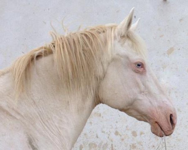 broodmare Ethels Ivory Star (Paint Horse, 1993, from Cutter Bills Star)