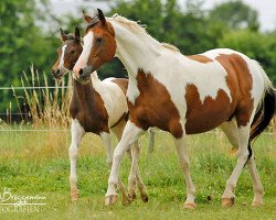 broodmare Teramisu (Pinto / Pleasure, 1999, from Tishyno)