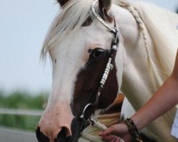 Pferd White Sand JB (Paint Horse, 2005, von Forest Fantasy)