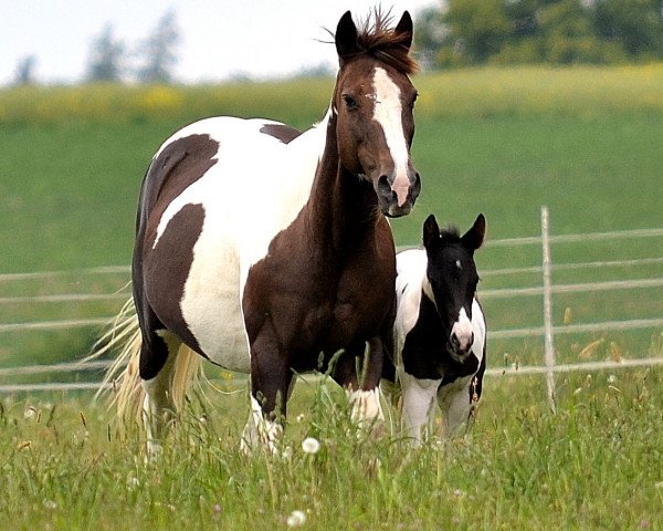 Zuchtstute Colas Rocket (Paint Horse, 1989)