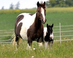 broodmare Colas Rocket (Paint Horse, 1989)