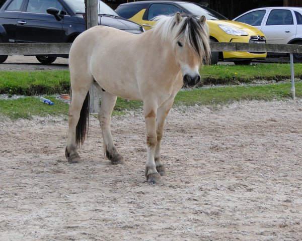 horse Daleo (Fjord Horse, 2008, from Damar)