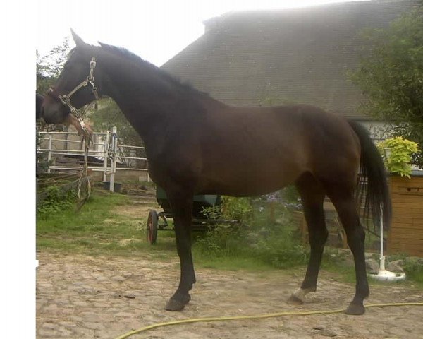 broodmare Golden Candy (Bavarian, 2010, from Moosbachhofs Goldwing)