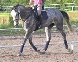 jumper Sir Stalypso (Hanoverian, 2008, from Stalypso)