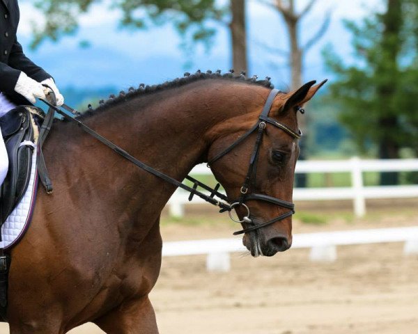 Zuchtstute Zentura (KWPN (Niederländisches Warmblut), 2004, von Roberto)