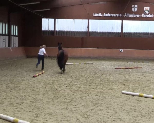 Stuten- und Fohlenschau in Attendorn- Niederhelden 2016