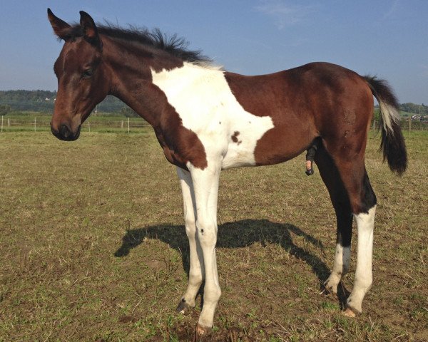 dressage horse Lambada's Smart Diamond (Little German Riding Horse, 2014, from Taffy's Black Diamond)