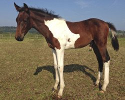 Dressurpferd Lambada's Smart Diamond (Kleines deutsches Reitpferd, 2014, von Taffy's Black Diamond)