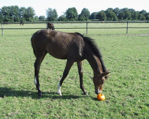 broodmare Stute von Fürst Romancier Menke (Hanoverian, 2014, from Fürst Romancier)