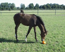 broodmare Stute von Fürst Romancier Menke (Hanoverian, 2014, from Fürst Romancier)