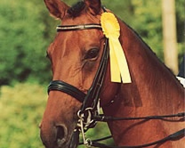 horse Laredo 116 (Hanoverian, 1992, from Landadel)