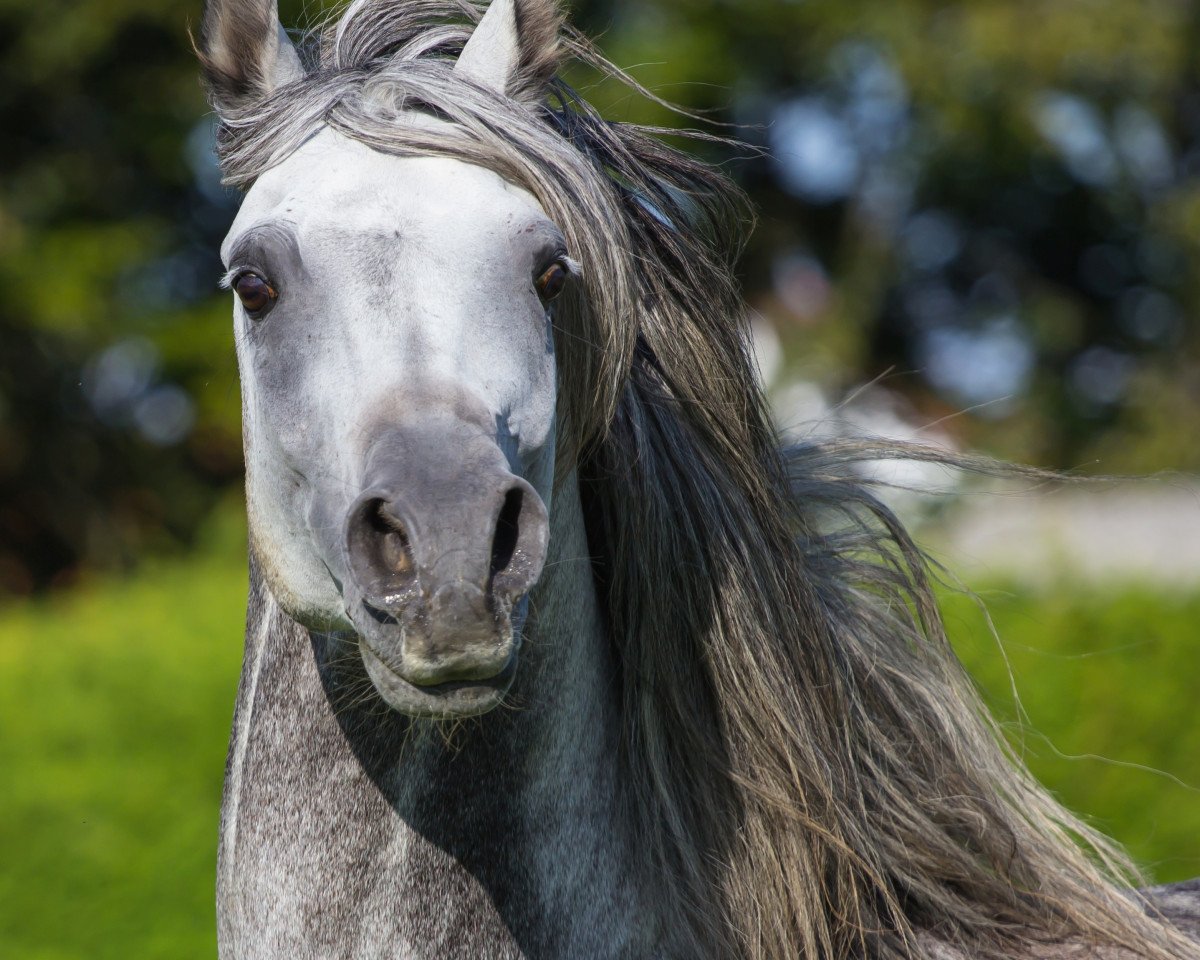 stallion Gharib Mahrus 2005 ox (Arabian purebred, 2005, from Samuraj 1989 ox)