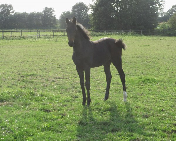 broodmare Stute von Dimaggio Menke (Hanoverian,  , from Dimaggio)