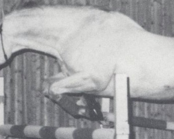 stallion Rasant (Rhinelander, 1969, from Radetzky)