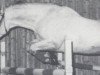 stallion Rasant (Rhinelander, 1969, from Radetzky)