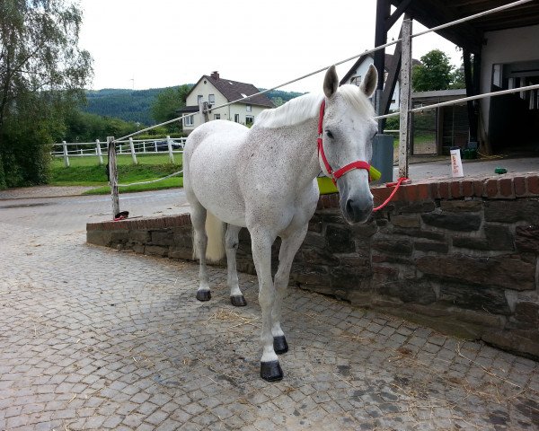 Pferd Linette (Linette 5) (KWPN (Niederländisches Warmblut), 1993, von Winckenburgh)