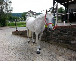 horse Linette (Linette 5) (KWPN (Royal Dutch Sporthorse), 1993, from Winckenburgh)