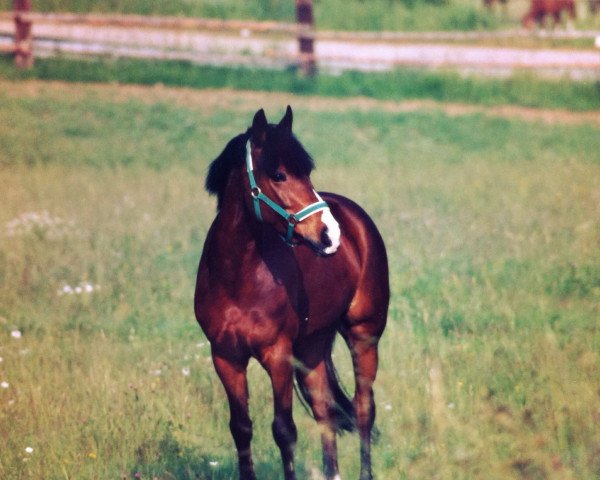 Pferd Starlight (Deutsches Reitpony, 1983, von Silvertop's Ricco)