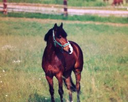 horse Starlight (German Riding Pony, 1983, from Silvertop's Ricco)