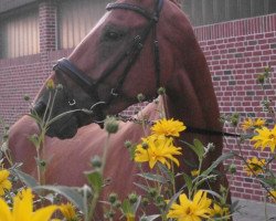 broodmare Stute von Laurentio Menke (Hanoverian,  , from Laurentio)