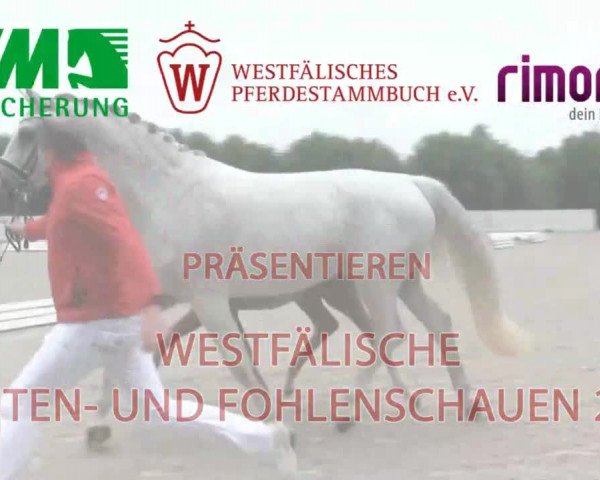 Stuten- und Fohlenschau in Brakel 2016