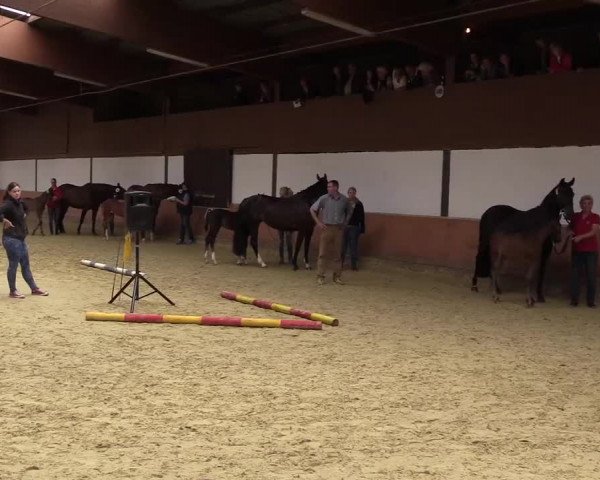 Stuten- und Fohlenschau in Attendorn- Niederhelden 2016