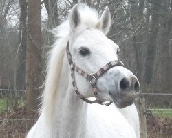 broodmare Mirabell (German Riding Pony, 1987, from Mischko)