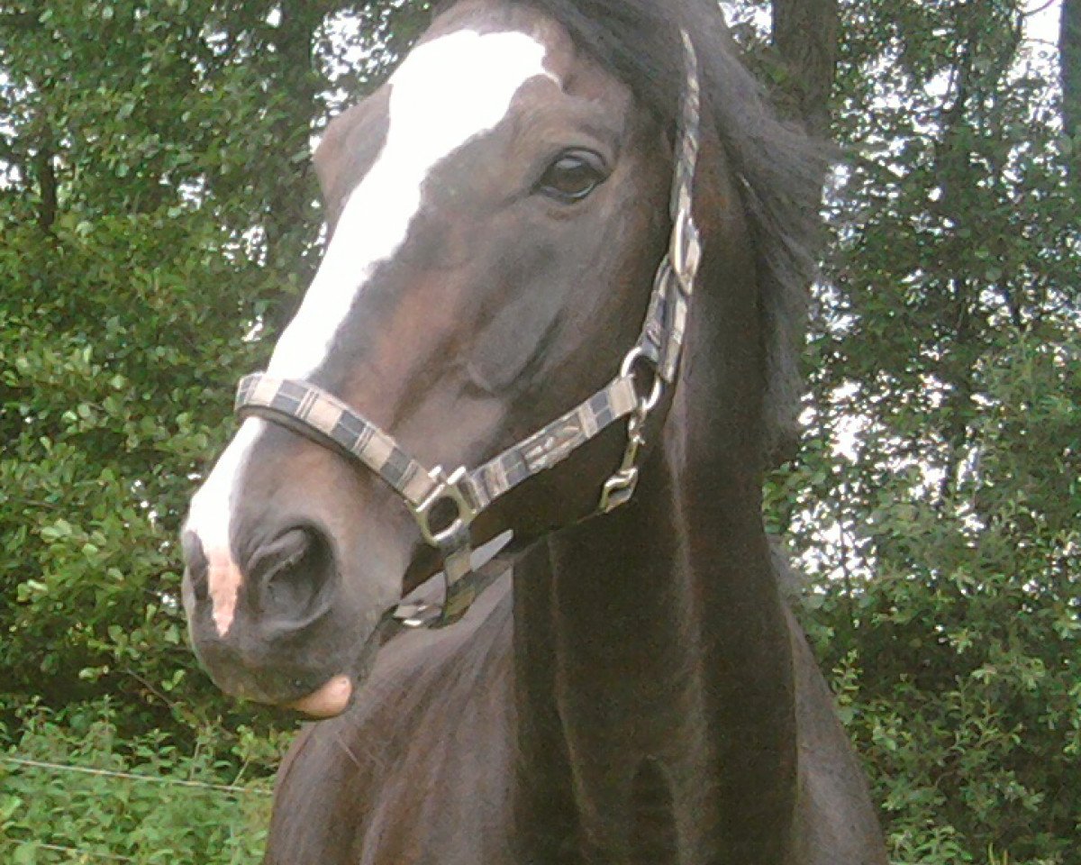stallion Prinzregent (Bavarian, 1990, from Pilot)