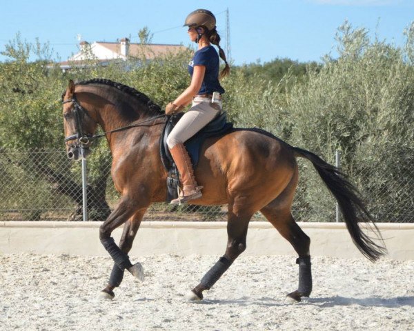 stallion Espanhol (Lusitano, 2009)