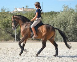 Deckhengst Espanhol (Lusitano, 2009)