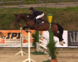 jumper Delando 2 (KWPN (Royal Dutch Sporthorse), 2008, from Hold Up Premier)