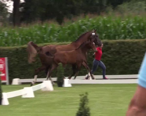 Stuten- und Fohlenschau in Münster- Handorf 2016