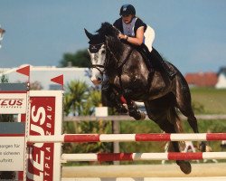 jumper Casisto (German Sport Horse, 2009, from Cascari)