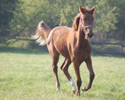 broodmare Quarter past Five (Westphalian, 2013, from Quaterback)