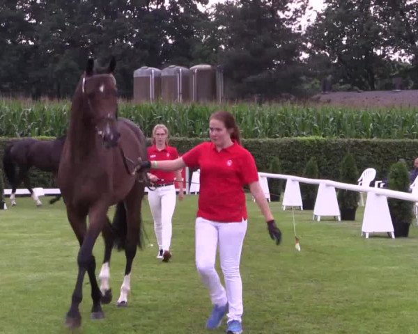 Stuten- und Fohlenschau in Münster- Handorf 2016