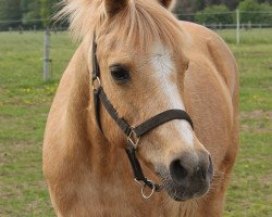 dressage horse Candy 751 (German Riding Pony, 1993, from Nico The Champ)