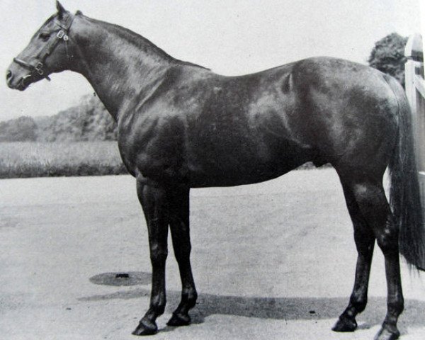 stallion Matador xx (Thoroughbred, 1953, from Golden Cloud xx)
