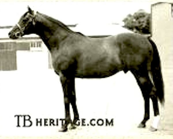 stallion Solferino xx (Thoroughbred, 1940, from Fairway xx)