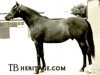 stallion Solferino xx (Thoroughbred, 1940, from Fairway xx)
